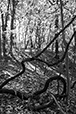 Entwined 2